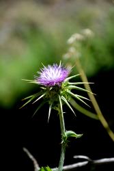 Fleur de Génézareth (15 minutes de l'Oasis)